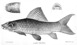 Labeo parvus
