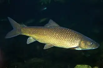 Labeobarbus capensis