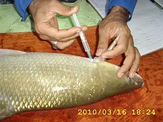 Labeobarbus compiniei