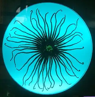 Klein lichaam met zeer lange armenFamilie HeliasteridaeLabidiaster annulatus