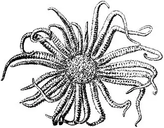 Labidiaster radiosus