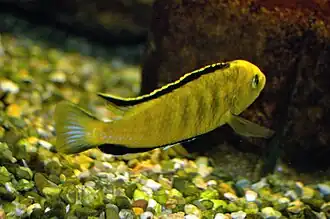 Labidochromis caeruleus