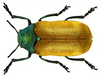 Labidostomis tridentata