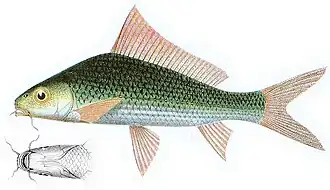 Labiobarbus leptocheilus