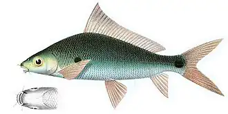 Labiobarbus ocellatus