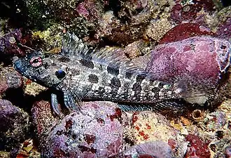 Labrisomus dendriticus