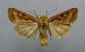 Lacanobia splendensMoeras-w-uil