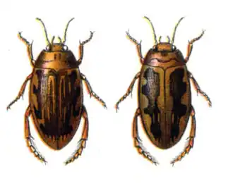 Hydroporus obscurus