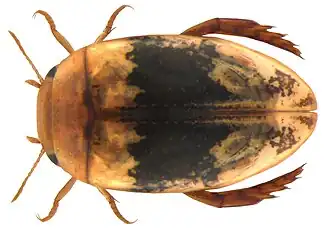 Laccophilus medialis