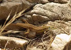 Een subadult exemplaar uit Thasos, Griekenland.