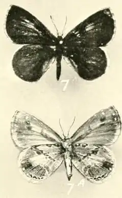 Lachnocnema emperamus