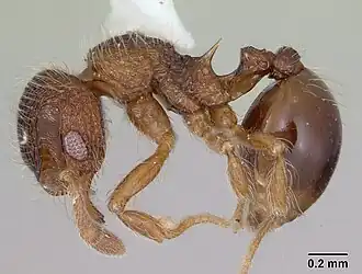 Lachnomyrmex mackayi