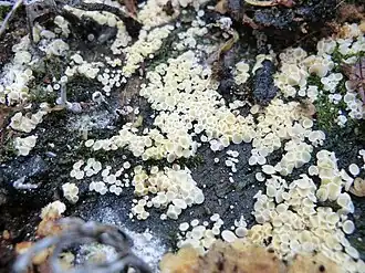 Loofhoutfranjekelkje