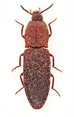 Lacon auroratus