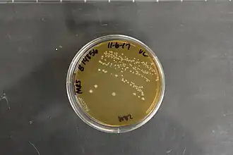 Lactobacillus agilis