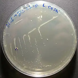 Lacticaseibacillus casei