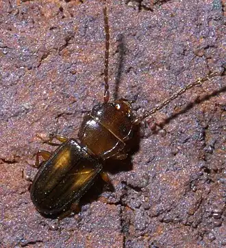 Laemophloeus fervidus