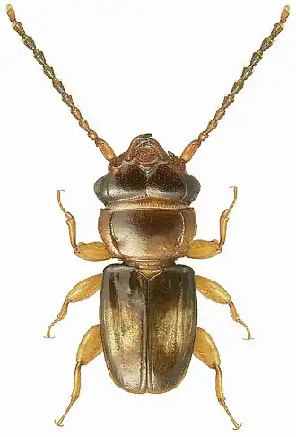 Laemophloeus germaini