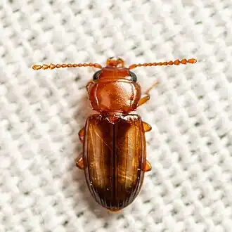 Laemophloeus terminalis