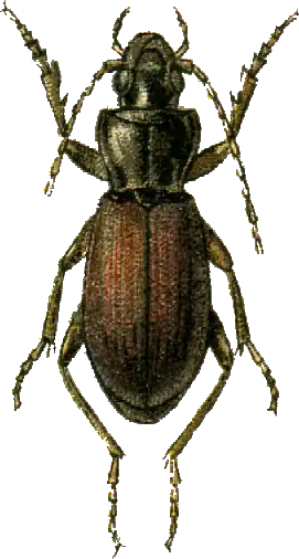 Laemostenus mannerheimi