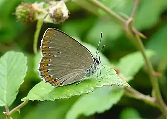 Laeosopis roborisEssenpage