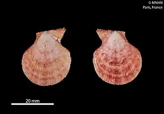 Laevichlamys multisqualida