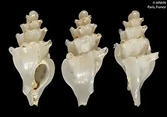 Laevityphis tillierae