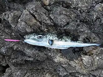 Lagocephalus sceleratus