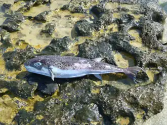 Lagocephalus spadiceus