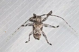 Lagocheirus procerus