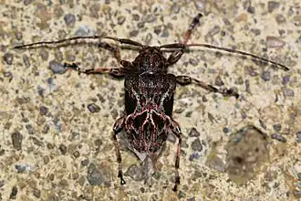 Lagocheirus rosaceus