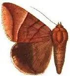 Achaea occidens