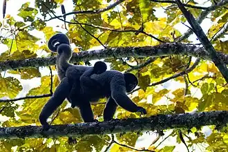 Lagothrix lagotricha tschudii