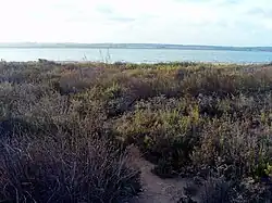 Planten in omgeving Salina van La Mata