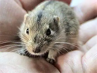 steppelemming (Lagurus lagurus)