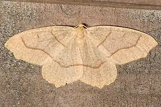 Lambdina fiscellaria