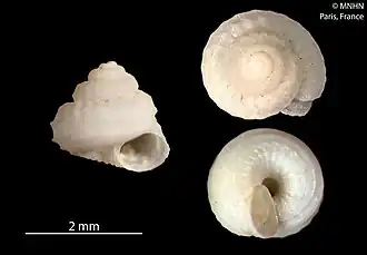 Lamellitrochus carinatus