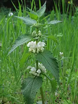 Lamium album, witte dovenetel