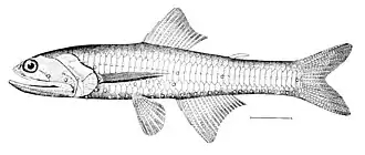 Lampanyctus crocodilus