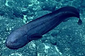 Lamprogrammus brunswigi