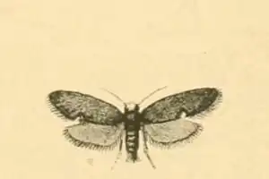 Lampronia aeripennella