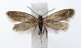 Lampronia standfussiella