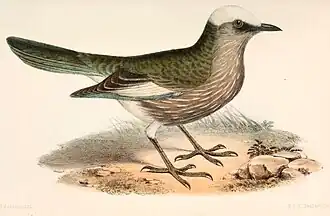 Witkruinglansspreeuw