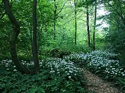 Kruidlaag in een loofbosmet zevenblad en daslook