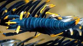 Laomenes amboinensis