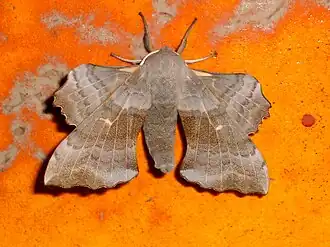 Populierenpijlstaart