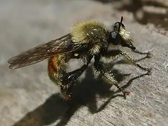 Laphria fernaldi