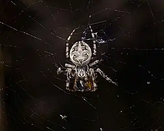 Larinioides suspicax