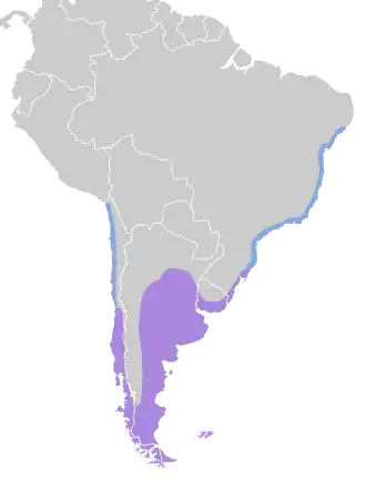 Patagonische kokmeeuw