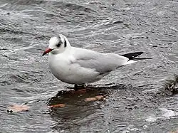 Kokmeeuw in de winter